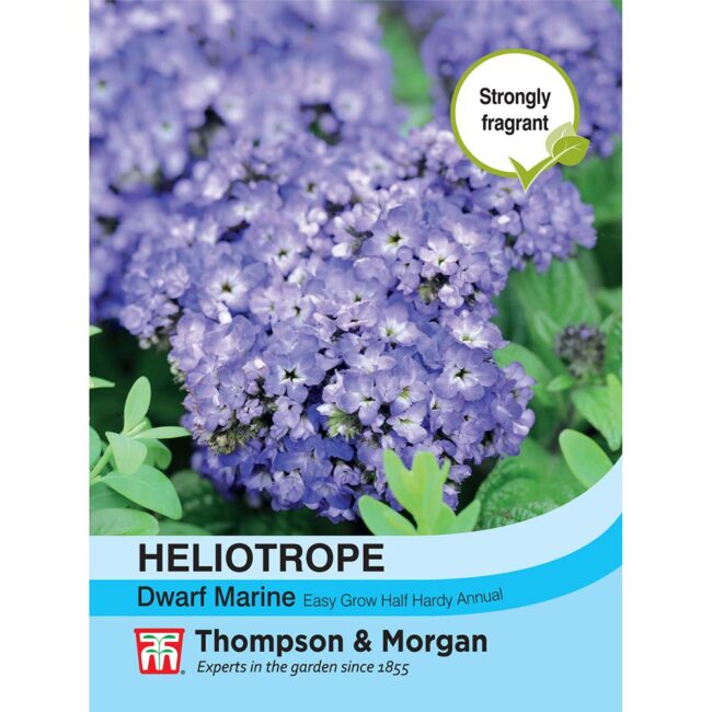 THOMPSON & MORGAN - HELIOTROPUM DWARF MARINE SEEDS