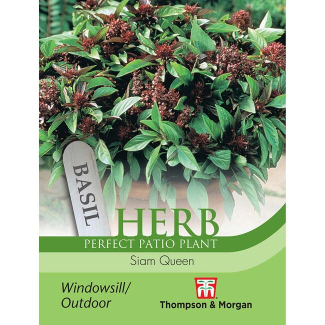 THOMPSON & MORGAN - HERB BASIL SIAM QUEEN