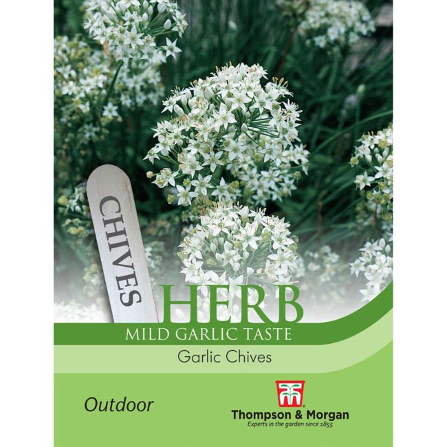 THOMPSON & MORGAN - GARLIC CHIVES SEEDS