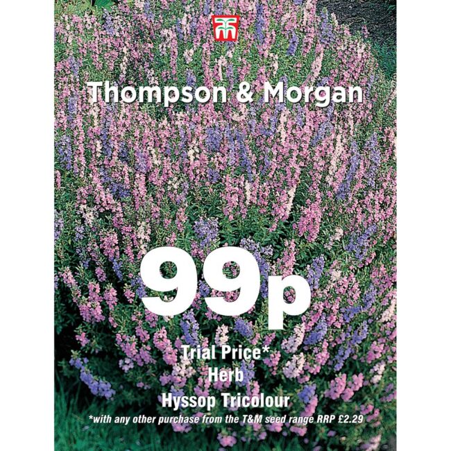 THOMPSON & MORGAN - HERB HYSSOP TRICOLOUR