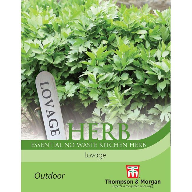 THOMPSON & MORGAN - LOVAGE SEEDS