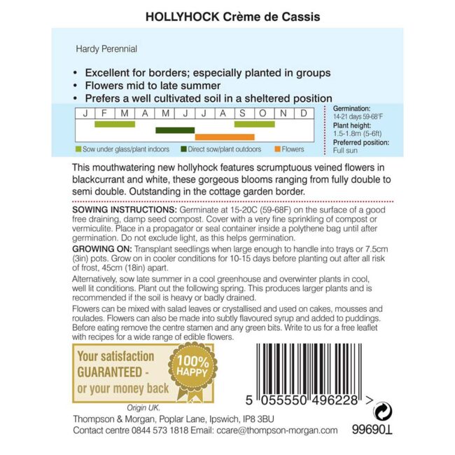 THOMPSON & MORGAN - HOLLYHOCK CREME DE CASSIS SEEDS - Image 2