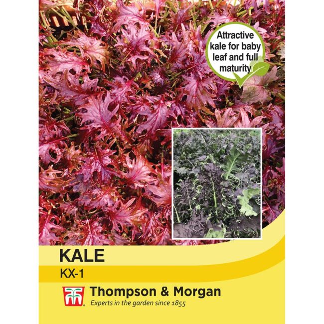 THOMPSON & MORGAN - KALE KX-1 SEEDS