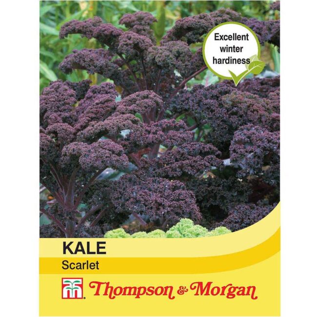 THOMPSON & MORGAN - KALE SCARLET SEEDS