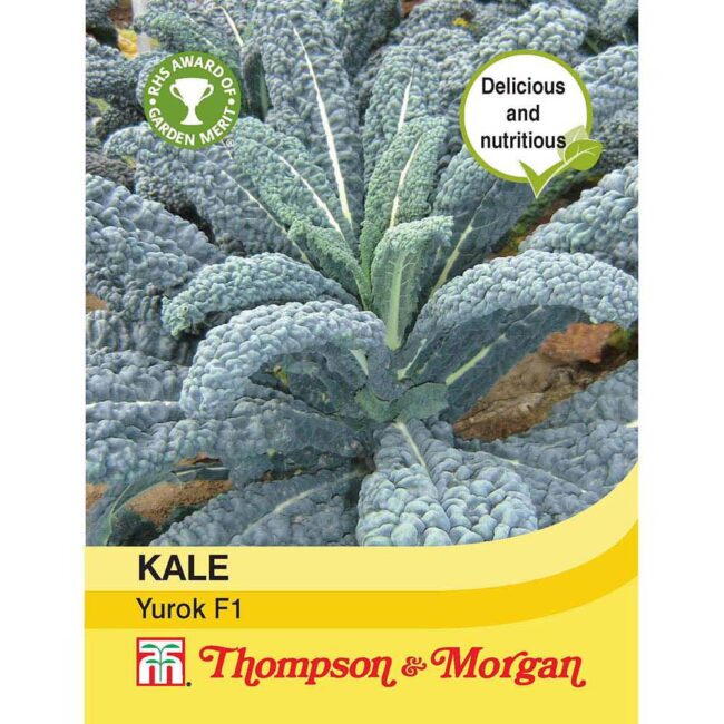THOMPSON & MORGAN - KALE YUROK F1 HYBRID SEEDS