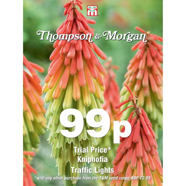 THOMPSON & MORGAN - KNIPHOFIA TRAFFIC LIGHTS