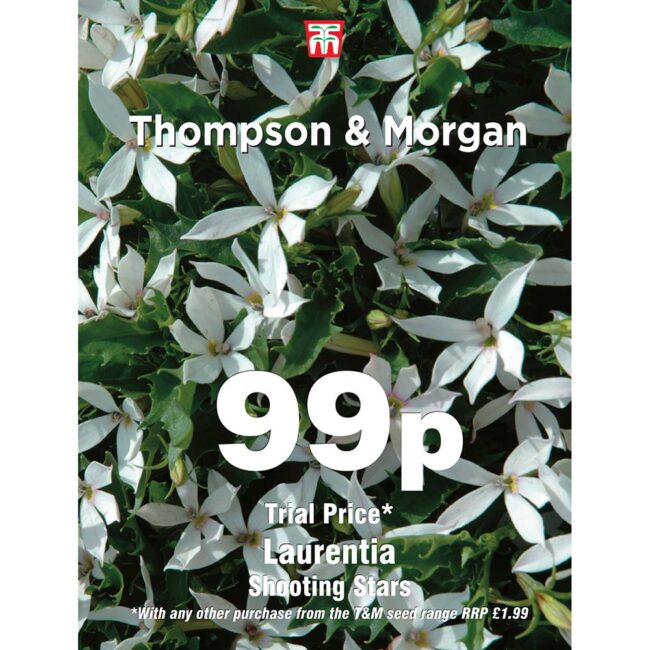 THOMPSON & MORGAN - LAURENTIA SHOOTING STARS