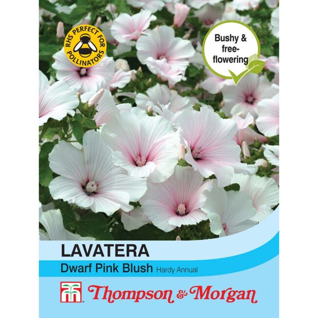 THOMPSON & MORGAN - LAVATERA DWARF PINK BLUSH SEEDS