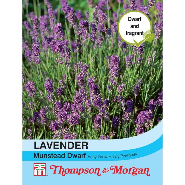 THOMPSON & MORGAN - LAVENDER MUNSTEAD DWARF SEEDS