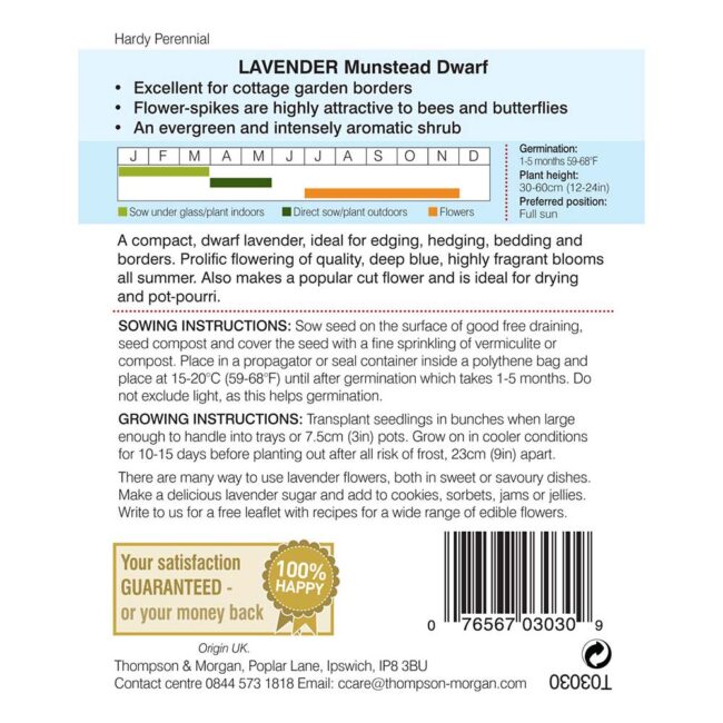 THOMPSON & MORGAN - LAVENDER MUNSTEAD DWARF SEEDS - Image 2