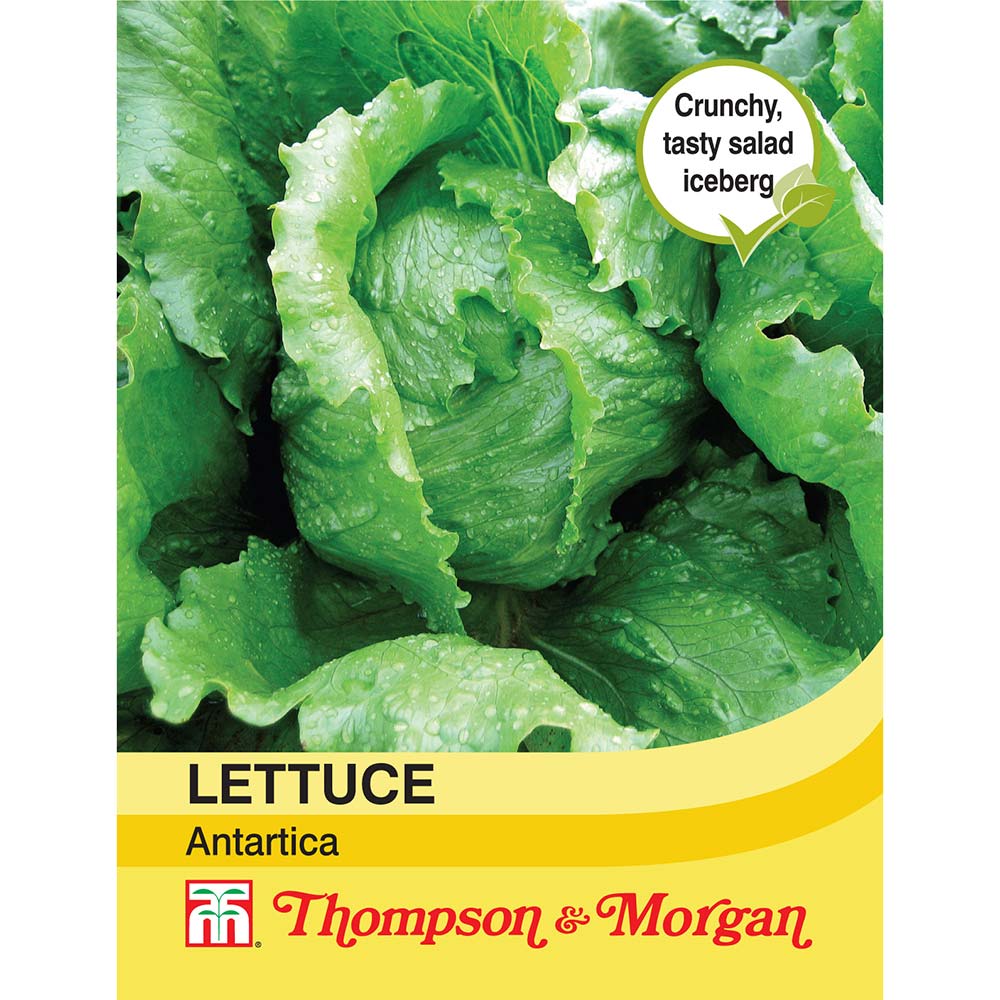 THOMPSON & MORGAN - LETTUCE ANTARTICA SEEDS