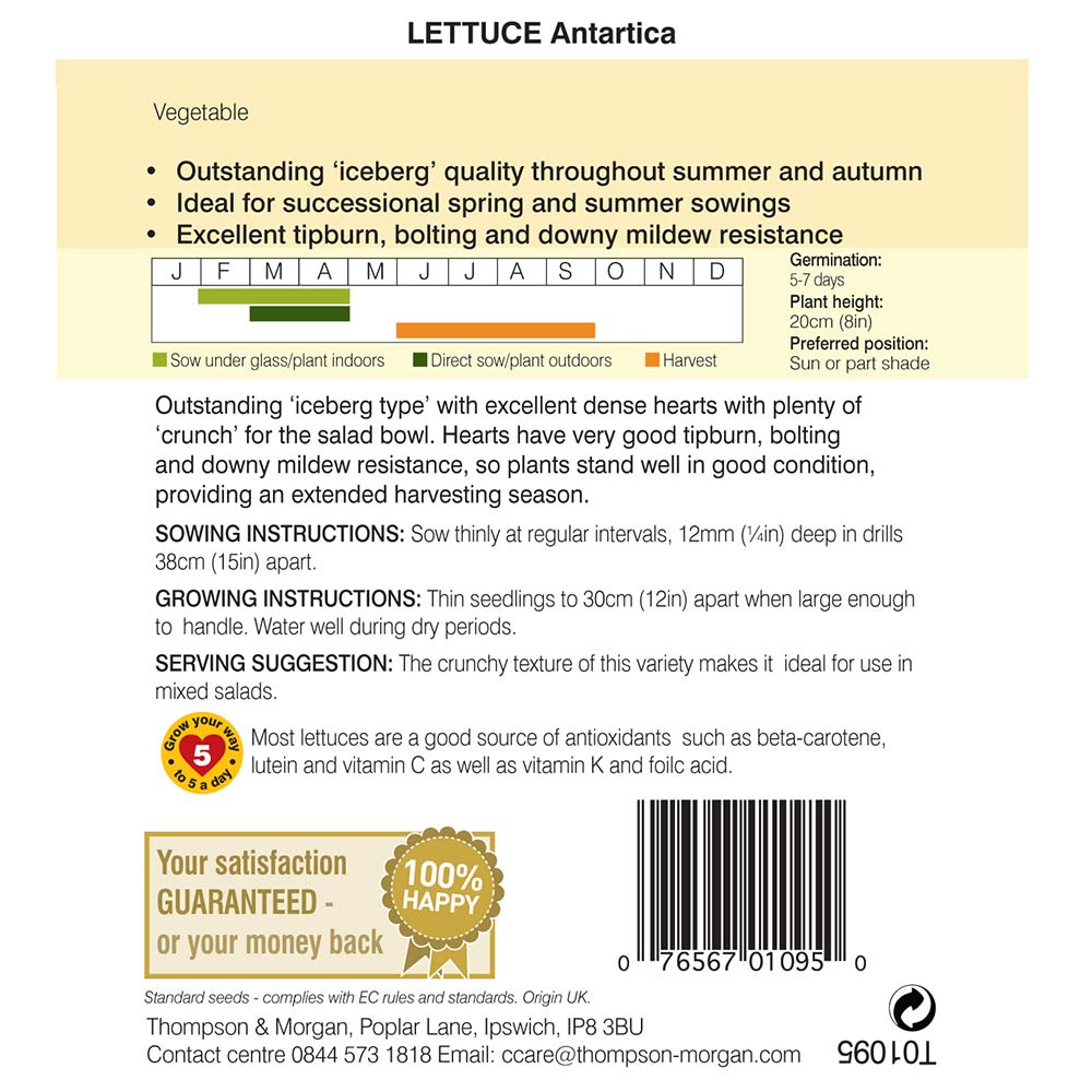 THOMPSON & MORGAN - LETTUCE ANTARTICA SEEDS - Image 2