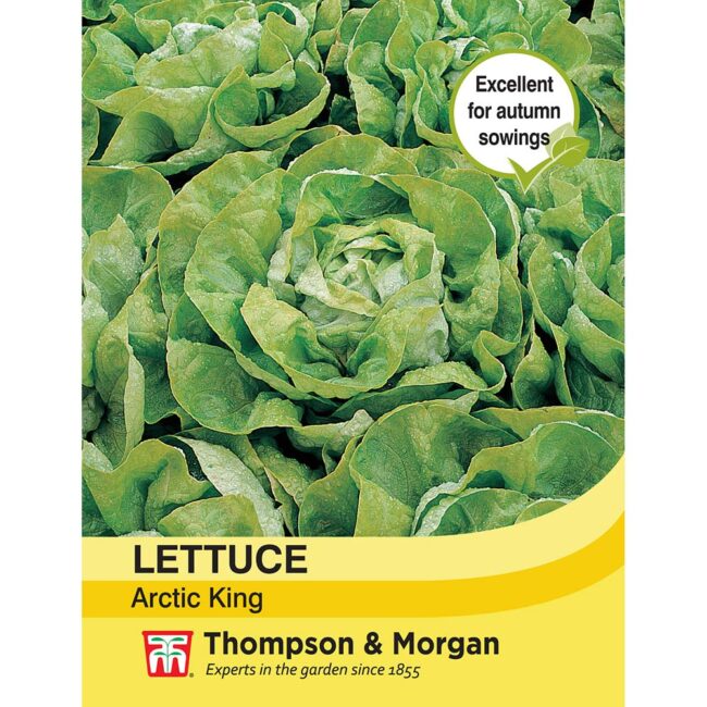 THOMPSON & MORGAN - LETTUCE ARTIC KING SEEDS