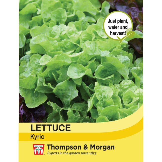 THOMPSON & MORGAN - LETTUCE KYRIO SEEDS