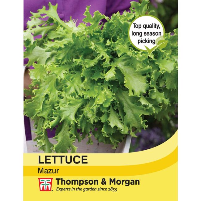THOMPSON & MORGAN - LETTUCE MAZUR