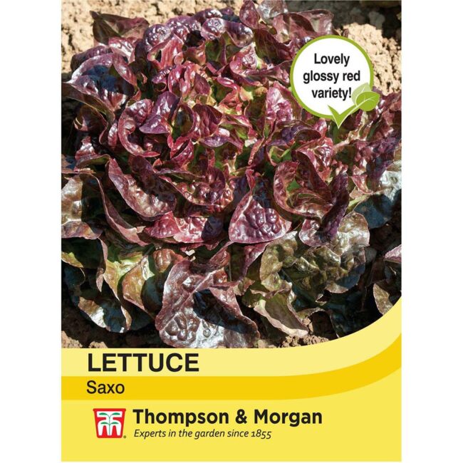 THOMPSON & MORGAN - LETTUCE SAXO SEEDS