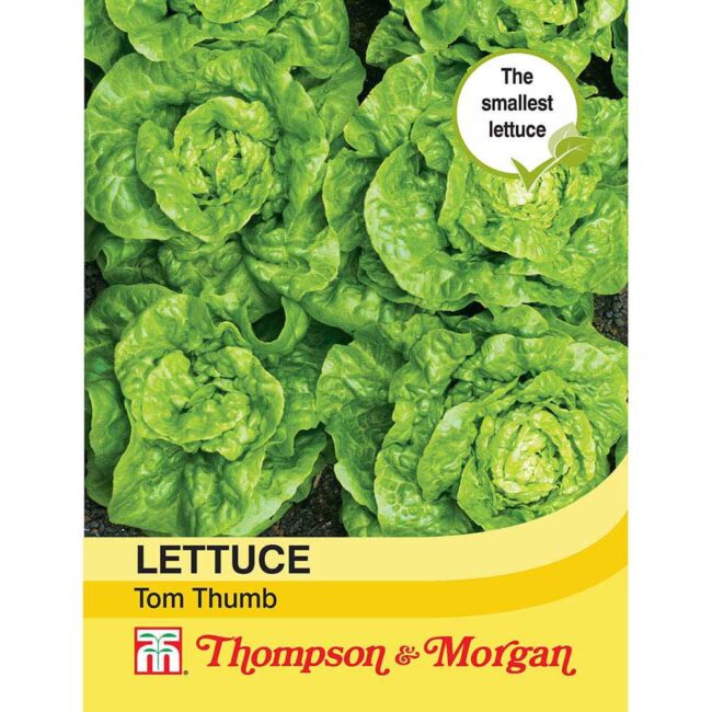THOMPSON & MORGAN - LETTUCE TOM THUMB SEEDS