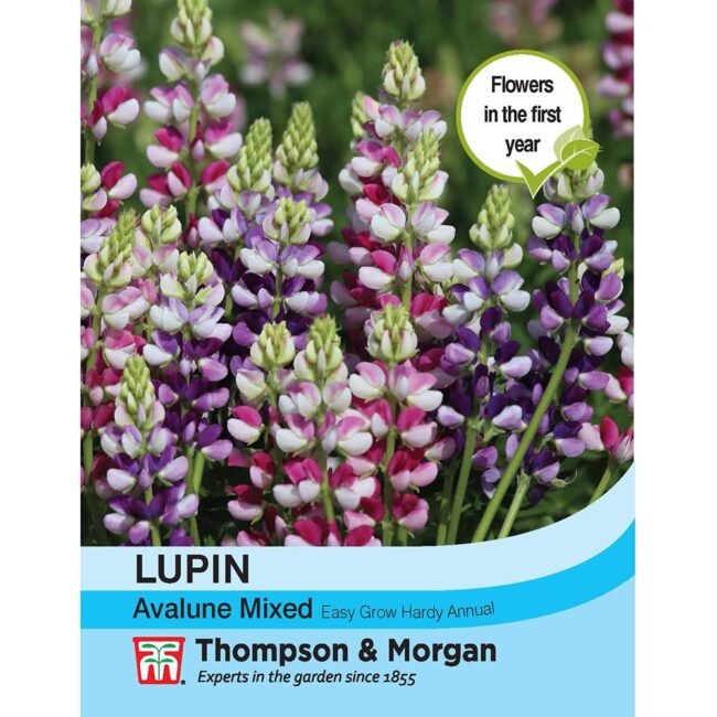 THOMPSON & MORGAN - LUPIN AVALUNE MIXED SEEDS