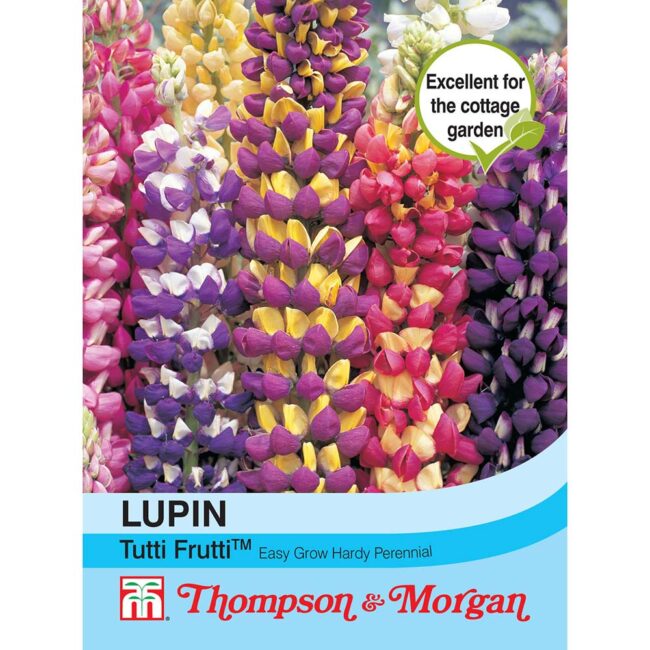 THOMPSON & MORGAN - LUPIN TUTTI FRUTTI SEEDS