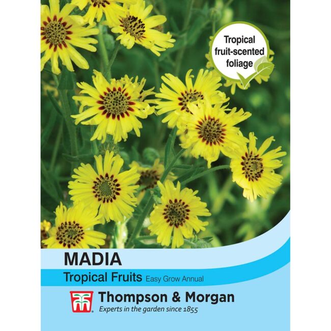 THOMPSON & MORGAN - MADIA ELEGANS TROPICAL FRUITS SEEDS