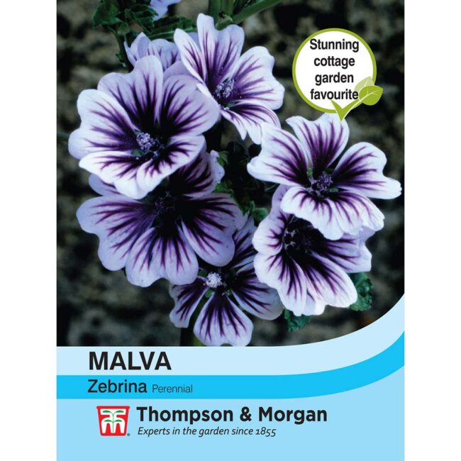 THOMPSON & MORGAN - MALVA SYLVESTRIS ZEBRINA SEEDS