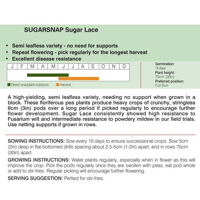 THOMPSON & MORGAN - MANGETOUT PEA SUGAR LACE - Image 2