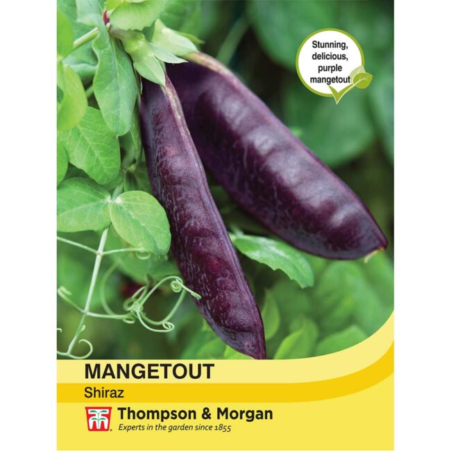 THOMPSON & MORGAN - MANGETOUT SHIRAZ