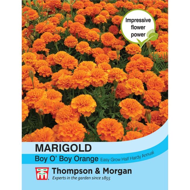 THOMPSON & MORGAN - MARIGOLD BOY O BOY ORANGE (FRENCH) SEEDS