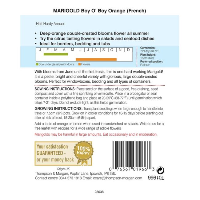 THOMPSON & MORGAN - MARIGOLD BOY O BOY ORANGE (FRENCH) SEEDS - Image 2
