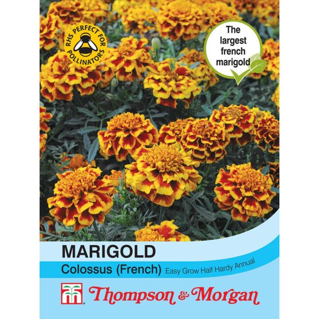 THOMPSON & MORGAN - MARIGOLD COLOSSUS SEEDS