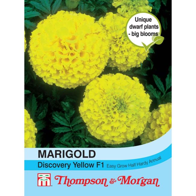 THOMPSON & MORGAN - MARIGOLD DISCOVERY YELLOW F1 HYBRID SEEDS