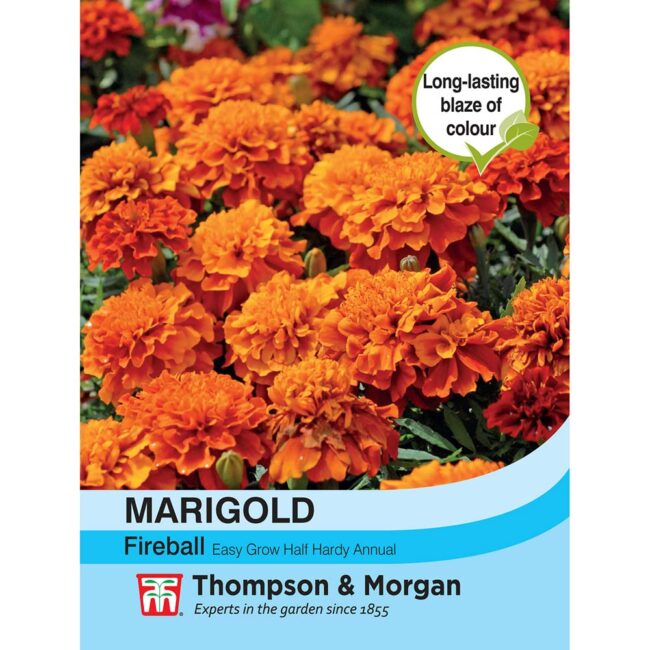 THOMPSON & MORGAN - MARIGOLD FIREBALL SEEDS