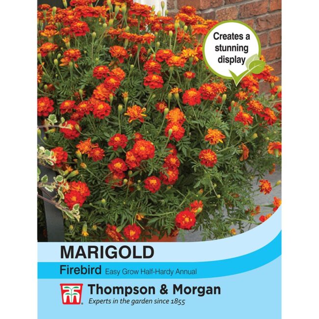 THOMPSON & MORGAN - MARIGOLD FIREBIRD SEEDS