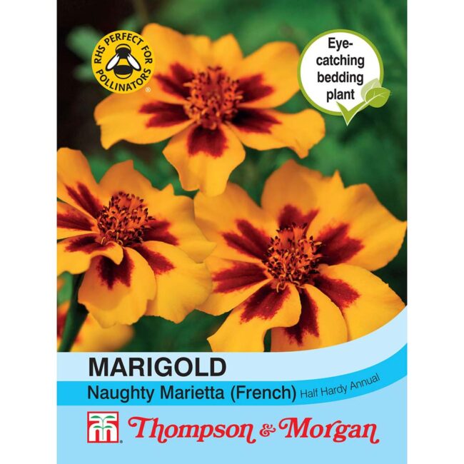 THOMPSON & MORGAN - MARIGOLD NAUGHTY MARIETTA (FRENCH) SEEDS