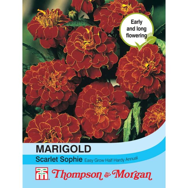 THOMPSON & MORGAN - MARIGOLD SCARLET SOPHIE (FRENCH) SEEDS
