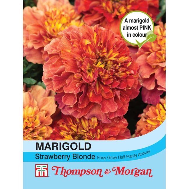 THOMPSON & MORGAN - MARIGOLD STRAWBERRY BLONDE (FRENCH) SEEDS