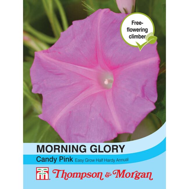 THOMPSON & MORGAN - MORNING GLORY CANDY PINK SEEDS
