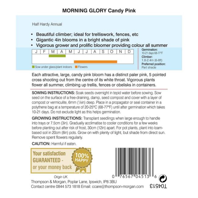 THOMPSON & MORGAN - MORNING GLORY CANDY PINK SEEDS - Image 2
