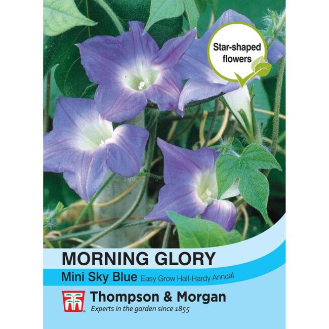 THOMPSON & MORGAN - MORNING GLORY MINI SKY BLUE SEEDS