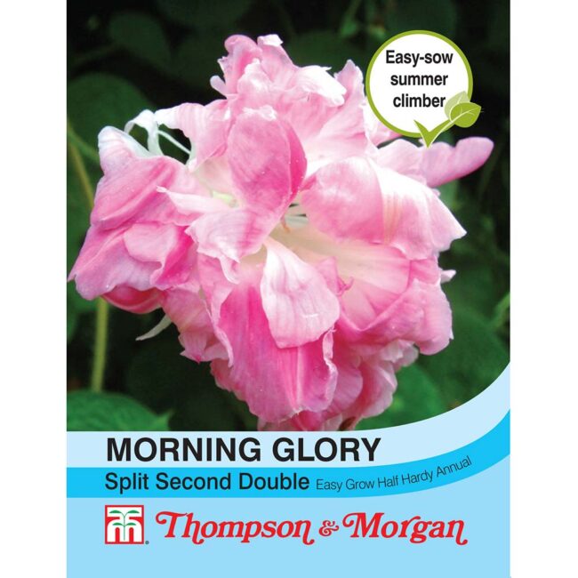 THOMPSON & MORGAN - MORNING GLORY SPLIT SECOND DOUBLE