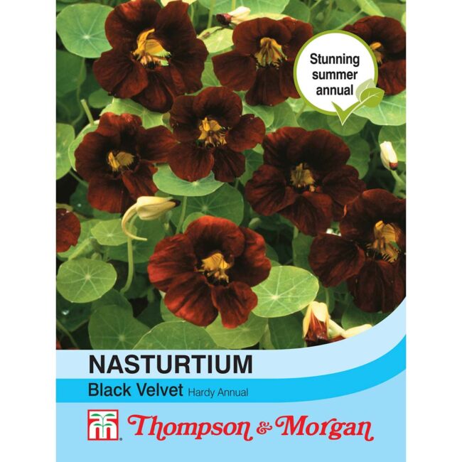 THOMPSON & MORGAN - NASTURTIUM BLACK VELVET SEEDS