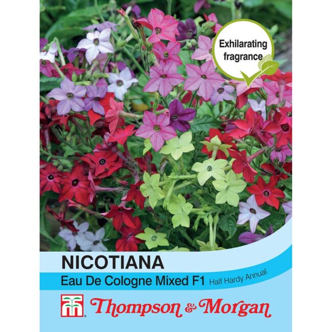 THOMPSON & MORGAN - NICOTIANA EAU DE COLOGNE SEEDS