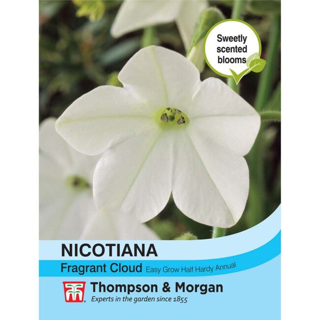 THOMPSON & MORGAN - NICOTIANA FRAGRANT CLOUD SEEDS