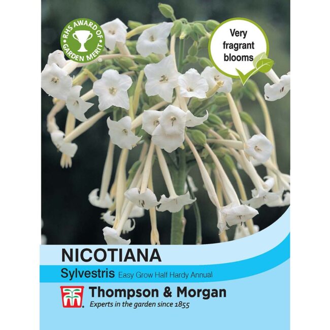 THOMPSON & MORGAN - NICOTIANA SYLVESTRIS SEEDS