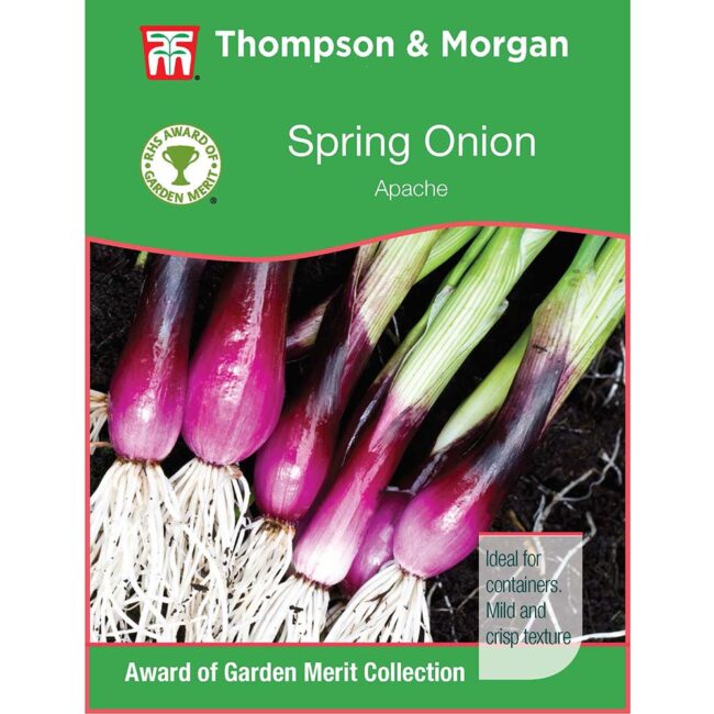 THOMPSON & MORGAN - ONION SALAD APACHE DEEP PURPLE