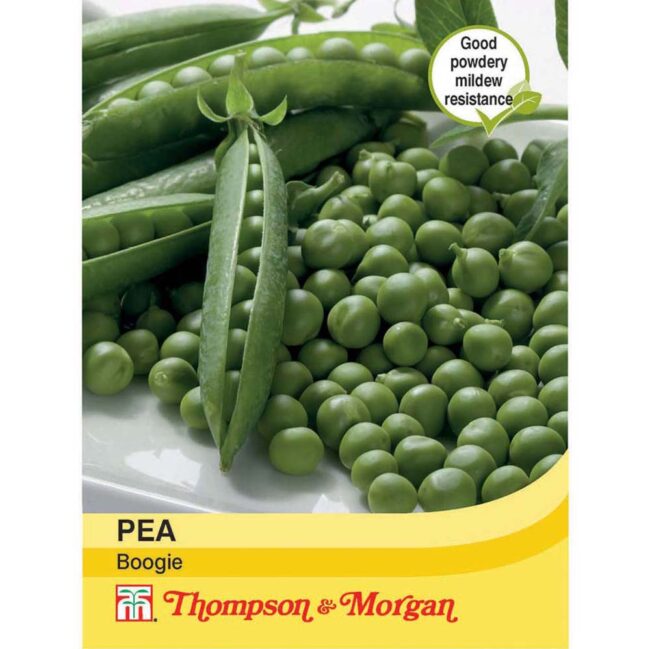 THOMPSON & MORGAN - PEA BOOGIE SEEDS