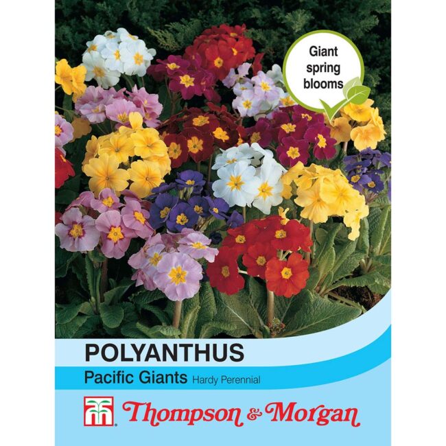 THOMPSON & MORGAN - POLYANTHUS PACIFIC GIANTS MIXED SEEDS