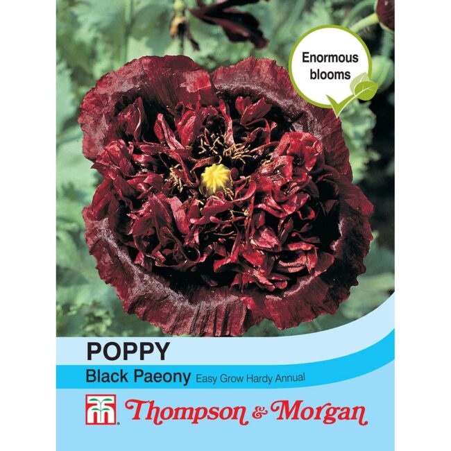 Thompson & Morgan - Poppy Black Paeony Seeds