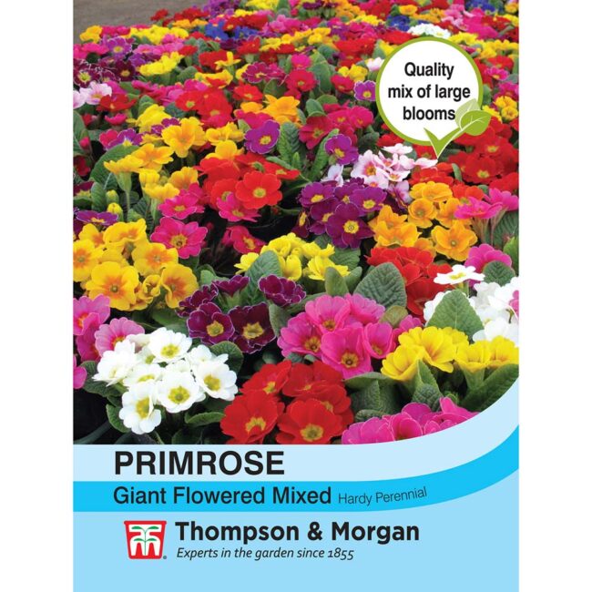 THOMPSON & MORGAN - PRIMROSE T&M SPECIAL GIANT FLOWERED SEEDS