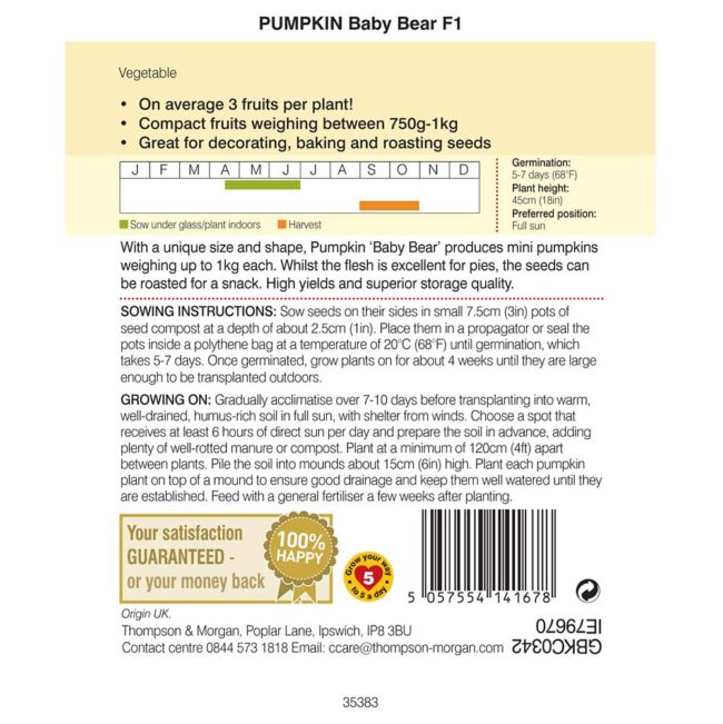 THOMPSON & MORGAN - PUMPKIN BABY BEAR F1 - Image 2
